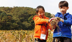 샘표 유기농 콩농장 수확 행사