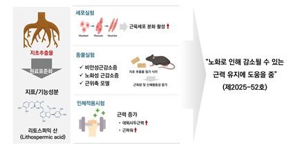 지초 추출물, 노인 근력 유지에 도움