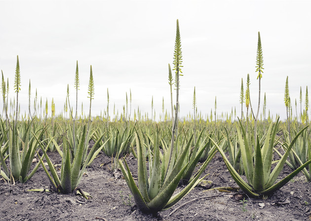 유니베라 알로에, 세계일류상품 23년 연속 선정