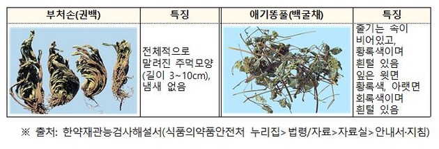 부처손, 애기똥풀 등 섭취 주의