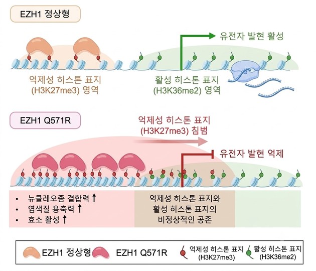 서울대병원, 갑상선암 촉진 'EZH1 Q571R' 돌연변이 기전 규명